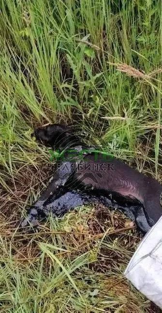 В Копейске собака выжила после суток в гудронной яме