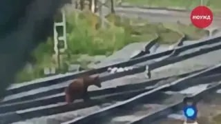 Медвежонок бегал по рельсам на станции Тундуш в Челябинской области