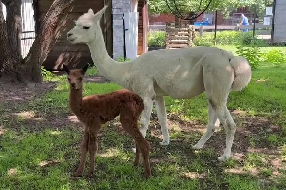 Альпака Дуся родила рыжую дочь Фросю в зоопарке Челябинска