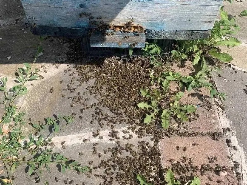 В Аргаяшском районе массово гибнут пчелы после обработки полей