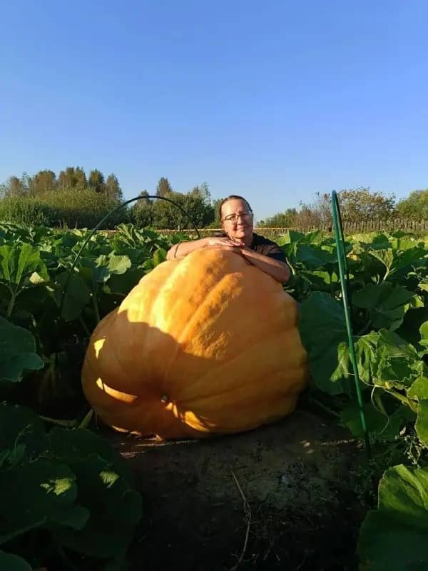 В Челябинской области вырастили трёхметровую тыкву-гиганта