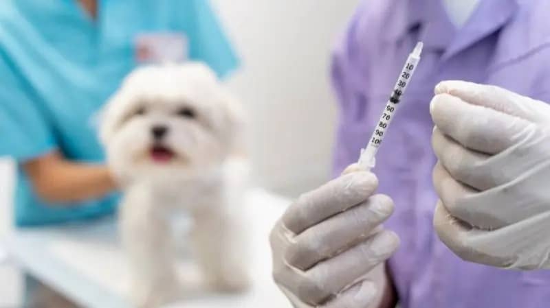 В вакцине «Мультикан-8» нашли вирусный агент после гибели собак