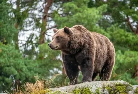 Четырех медведей заметили в окрестностях Кунашакского района