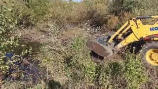 В Карталах рабочие разбирают бобровые плотины для защиты домов