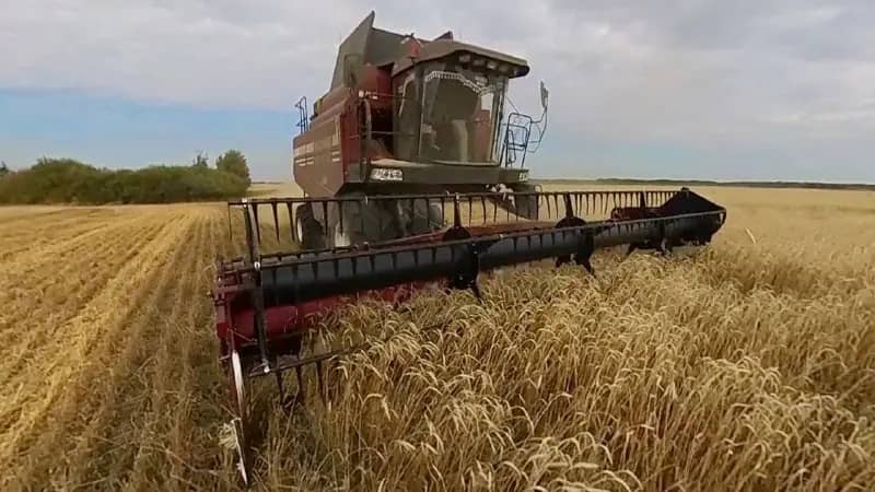 Аграрии Челябинской области намолотили 1,5 млн тонн зерна